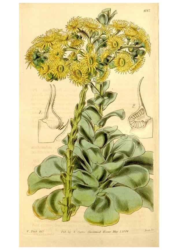 Reproducción/Reproduction 34406429704: Curtis's botanical magazine.. London ; New York [etc.] :Academic Press [etc.]