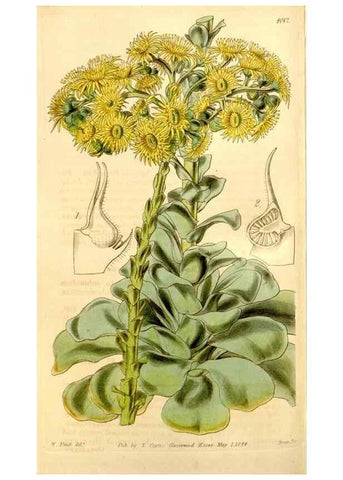 Reproducción/Reproduction 34406429704: Curtis's botanical magazine.. London ; New York [etc.] :Academic Press [etc.]
