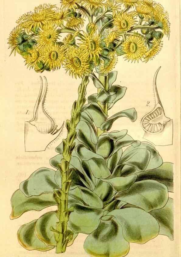 Reproducción/Reproduction 34406429704: Curtis's botanical magazine.. London ; New York [etc.] :Academic Press [etc.]