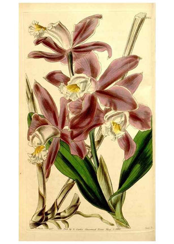 Reproducción/Reproduction 35084993532: Curtis's botanical magazine.. London ; New York [etc.] :Academic Press [etc.]
