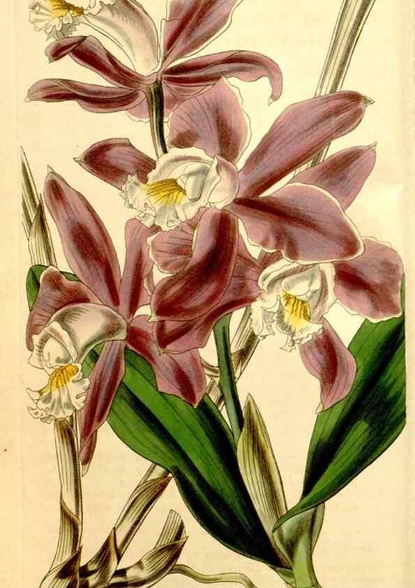 Reproducción/Reproduction 35084993532: Curtis's botanical magazine.. London ; New York [etc.] :Academic Press [etc.]