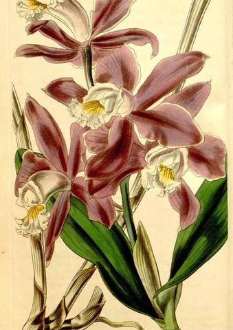 Reproducción/Reproduction 35084993532: Curtis's botanical magazine.. London ; New York [etc.] :Academic Press [etc.]