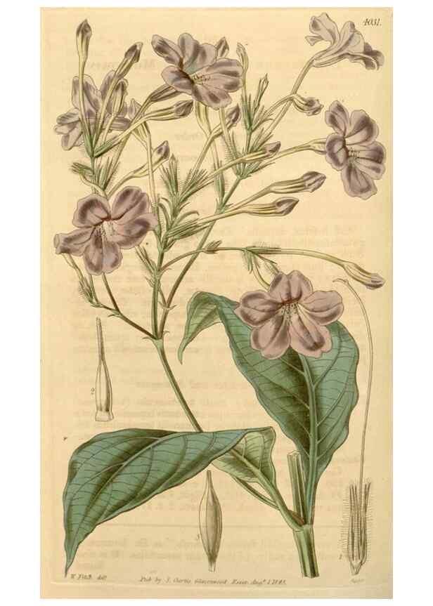 Reproducción/Reproduction 35120402731: Curtis's botanical magazine.. London ; New York [etc.] :Academic Press [etc.]
