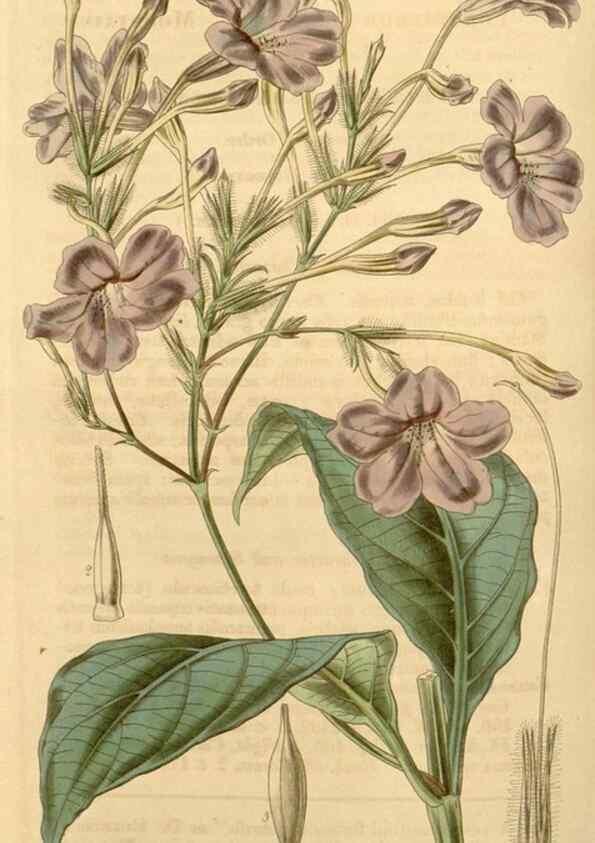 Reproducción/Reproduction 35120402731: Curtis's botanical magazine.. London ; New York [etc.] :Academic Press [etc.]