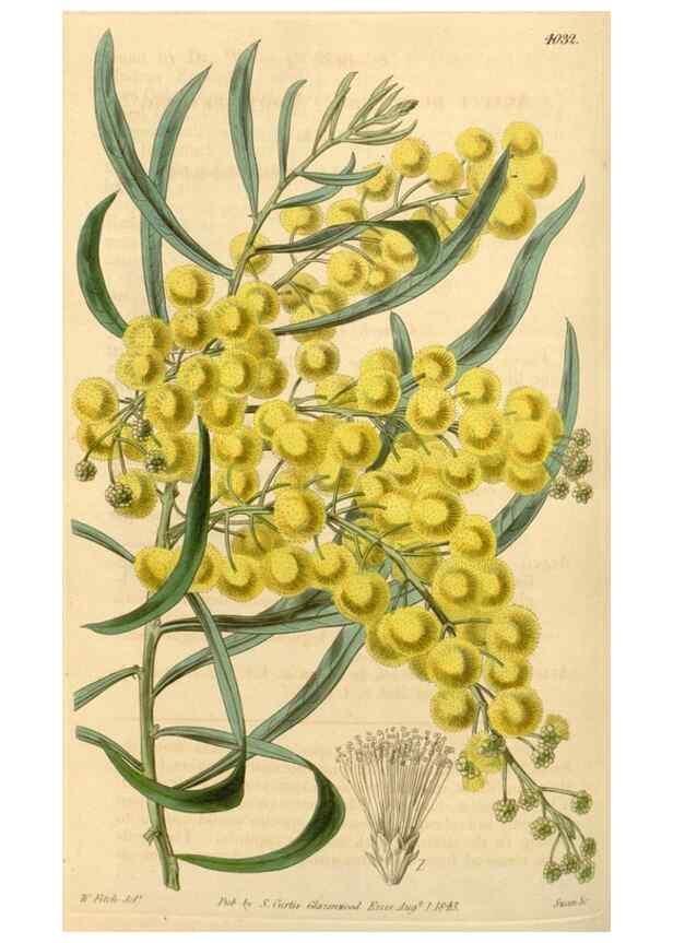 Reproducción/Reproduction 35120405951: Curtis's botanical magazine.. London ; New York [etc.] :Academic Press [etc.]