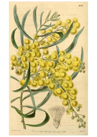 Reproducción/Reproduction 35120405951: Curtis's botanical magazine.. London ; New York [etc.] :Academic Press [etc.]