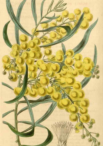 Reproducción/Reproduction 35120405951: Curtis's botanical magazine.. London ; New York [etc.] :Academic Press [etc.]