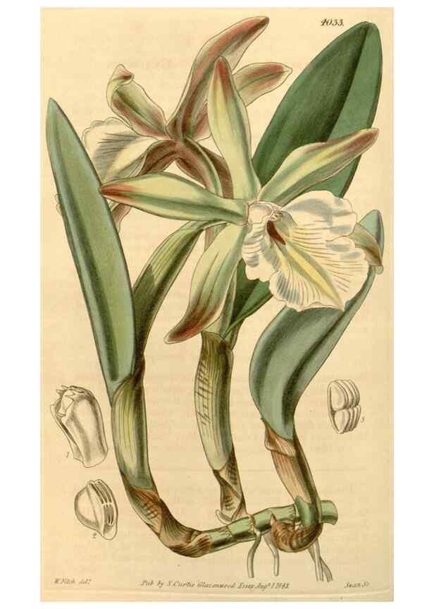 Reproducción/Reproduction 34863115520: Curtis's botanical magazine.. London ; New York [etc.] :Academic Press [etc.]