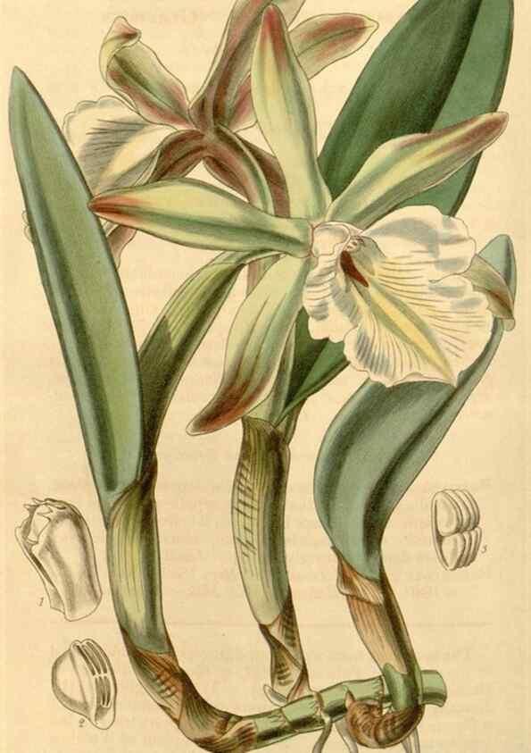 Reproducción/Reproduction 34863115520: Curtis's botanical magazine.. London ; New York [etc.] :Academic Press [etc.]