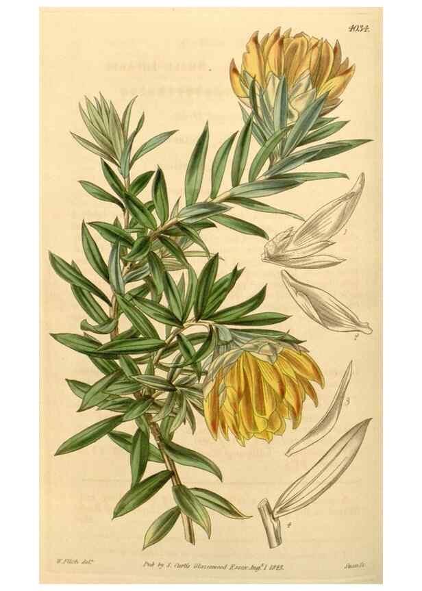 Reproducción/Reproduction 35250051485: Curtis's botanical magazine.. London ; New York [etc.] :Academic Press [etc.]