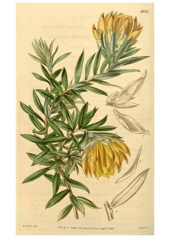 Reproducción/Reproduction 35250051485: Curtis's botanical magazine.. London ; New York [etc.] :Academic Press [etc.]