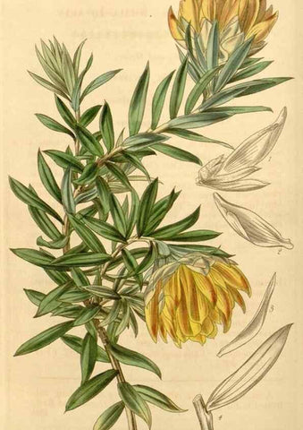 Reproducción/Reproduction 35250051485: Curtis's botanical magazine.. London ; New York [etc.] :Academic Press [etc.]
