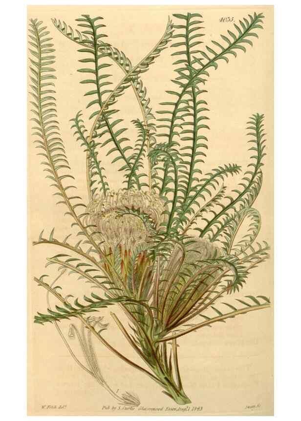 Reproducción/Reproduction 35250054135: Curtis's botanical magazine.. London ; New York [etc.] :Academic Press [etc.]