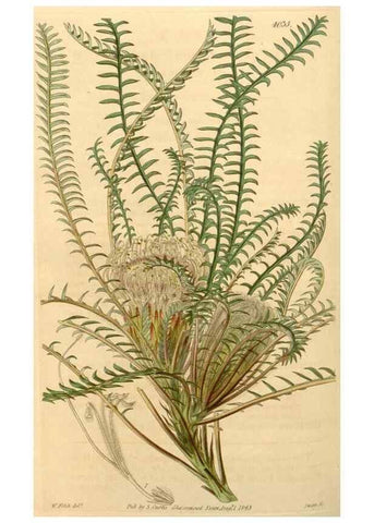 Reproducción/Reproduction 35250054135: Curtis's botanical magazine.. London ; New York [etc.] :Academic Press [etc.]