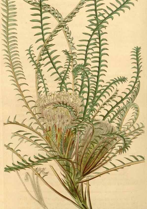 Reproducción/Reproduction 35250054135: Curtis's botanical magazine.. London ; New York [etc.] :Academic Press [etc.]