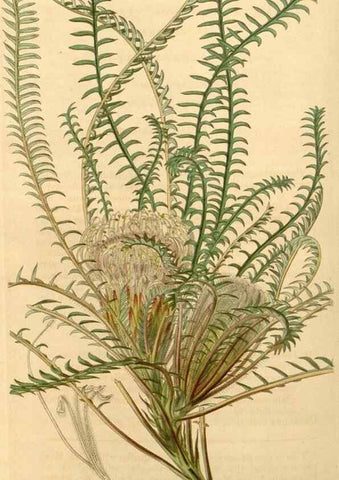 Reproducción/Reproduction 35250054135: Curtis's botanical magazine.. London ; New York [etc.] :Academic Press [etc.]