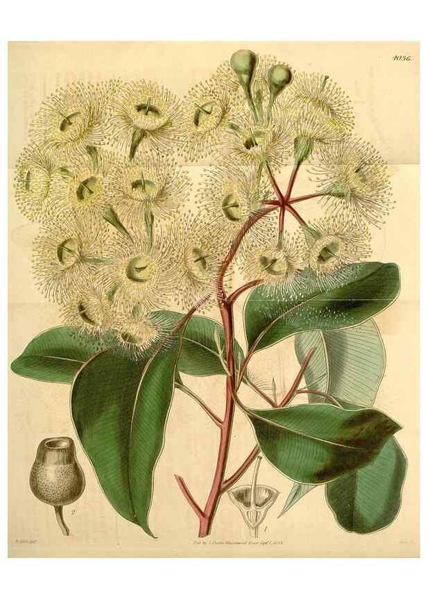 Reproducción/Reproduction 34406161004: Curtis's botanical magazine.. London ; New York [etc.] :Academic Press [etc.]