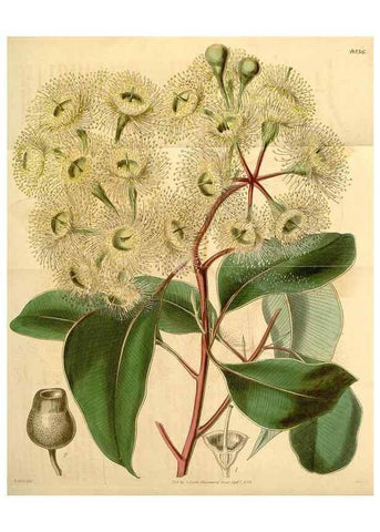 Reproducción/Reproduction 34406161004: Curtis's botanical magazine.. London ; New York [etc.] :Academic Press [etc.]