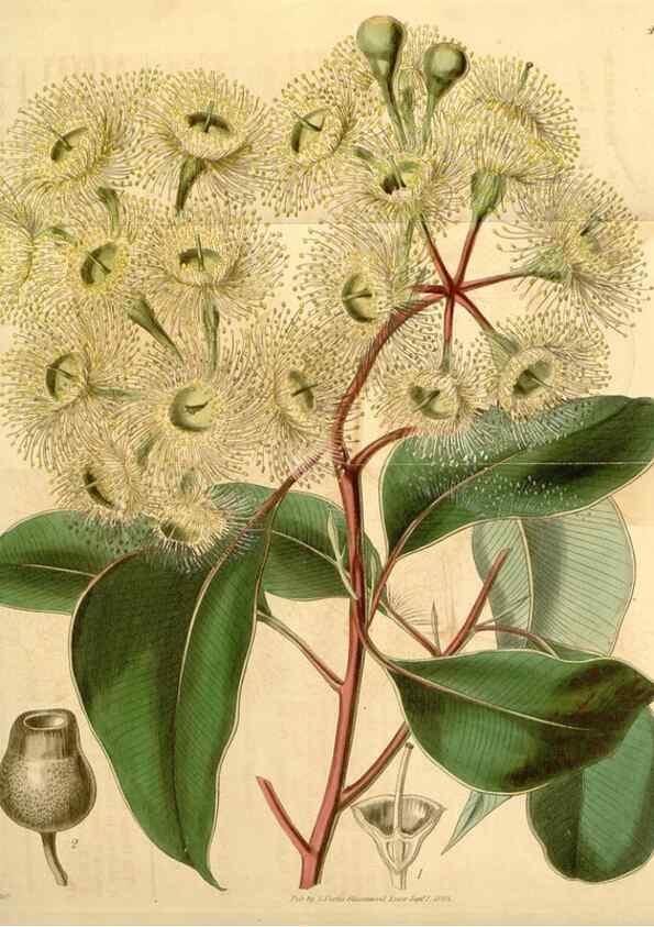Reproducción/Reproduction 34406161004: Curtis's botanical magazine.. London ; New York [etc.] :Academic Press [etc.]