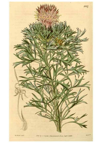 Reproducción/Reproduction 34406163434: Curtis's botanical magazine.. London ; New York [etc.] :Academic Press [etc.]