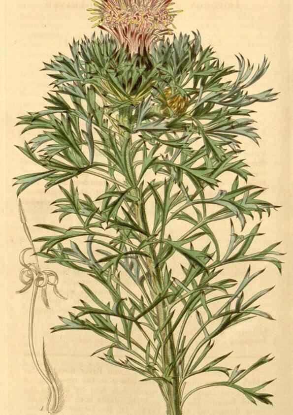 Reproducción/Reproduction 34406163434: Curtis's botanical magazine.. London ; New York [etc.] :Academic Press [etc.]