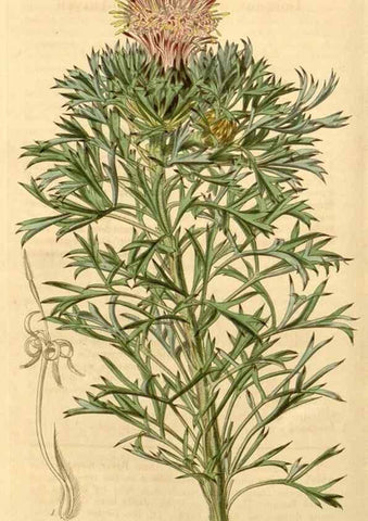 Reproducción/Reproduction 34406163434: Curtis's botanical magazine.. London ; New York [etc.] :Academic Press [etc.]