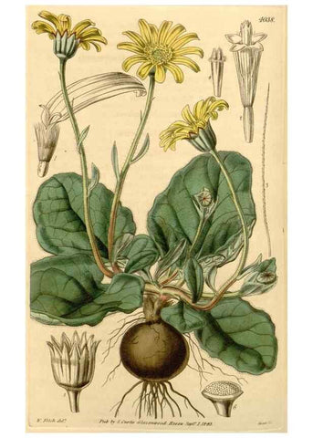 Reproducción/Reproduction 34406165664: Curtis's botanical magazine.. London ; New York [etc.] :Academic Press [etc.]
