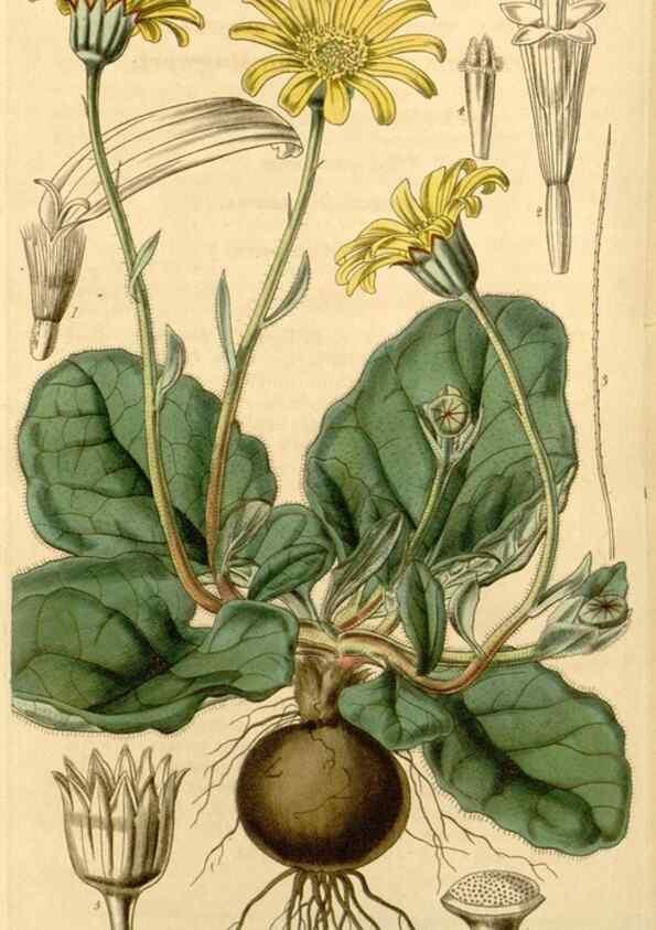 Reproducción/Reproduction 34406165664: Curtis's botanical magazine.. London ; New York [etc.] :Academic Press [etc.]