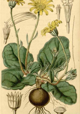 Reproducción/Reproduction 34406165664: Curtis's botanical magazine.. London ; New York [etc.] :Academic Press [etc.]