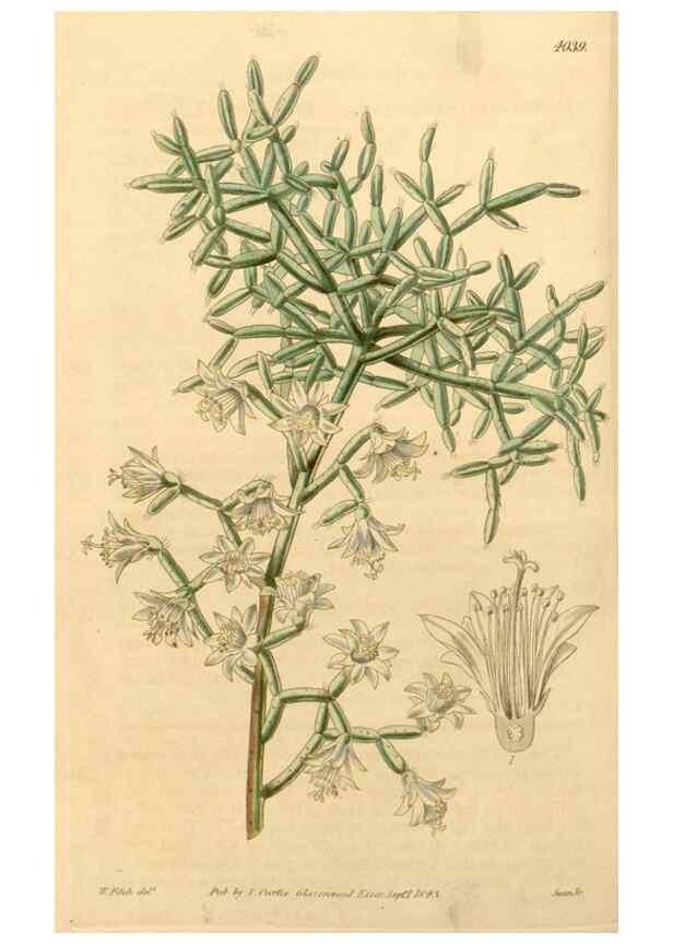 Reproducción/Reproduction 34441216713: Curtis's botanical magazine.. London ; New York [etc.] :Academic Press [etc.]