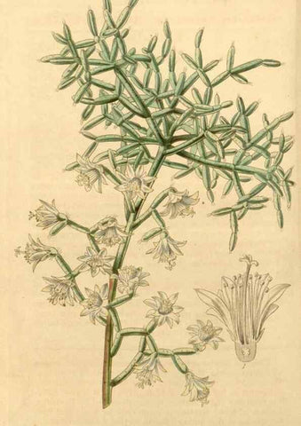 Reproducción/Reproduction 34441216713: Curtis's botanical magazine.. London ; New York [etc.] :Academic Press [etc.]