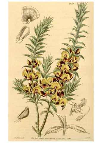 Reproducción/Reproduction 35250068075: Curtis's botanical magazine.. London ; New York [etc.] :Academic Press [etc.]