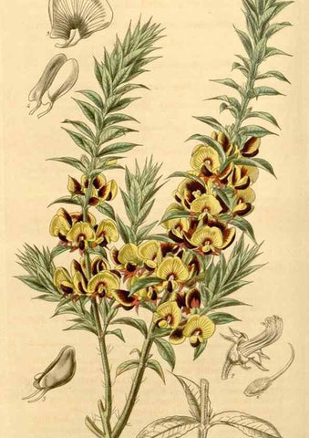 Reproducción/Reproduction 35250068075: Curtis's botanical magazine.. London ; New York [etc.] :Academic Press [etc.]