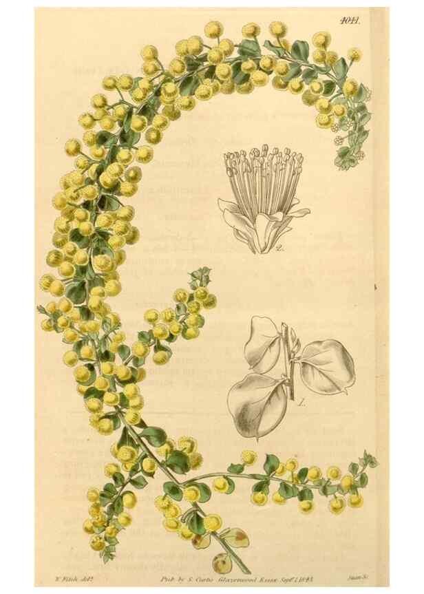 Reproducción/Reproduction 35250071985: Curtis's botanical magazine.. London ; New York [etc.] :Academic Press [etc.]