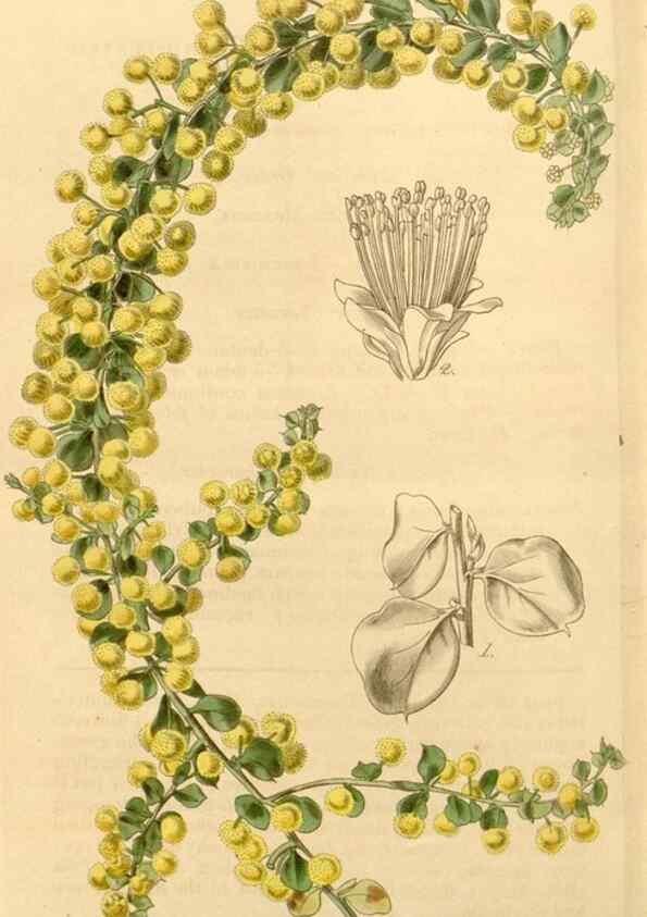 Reproducción/Reproduction 35250071985: Curtis's botanical magazine.. London ; New York [etc.] :Academic Press [etc.]