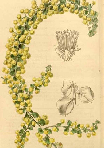 Reproducción/Reproduction 35250071985: Curtis's botanical magazine.. London ; New York [etc.] :Academic Press [etc.]