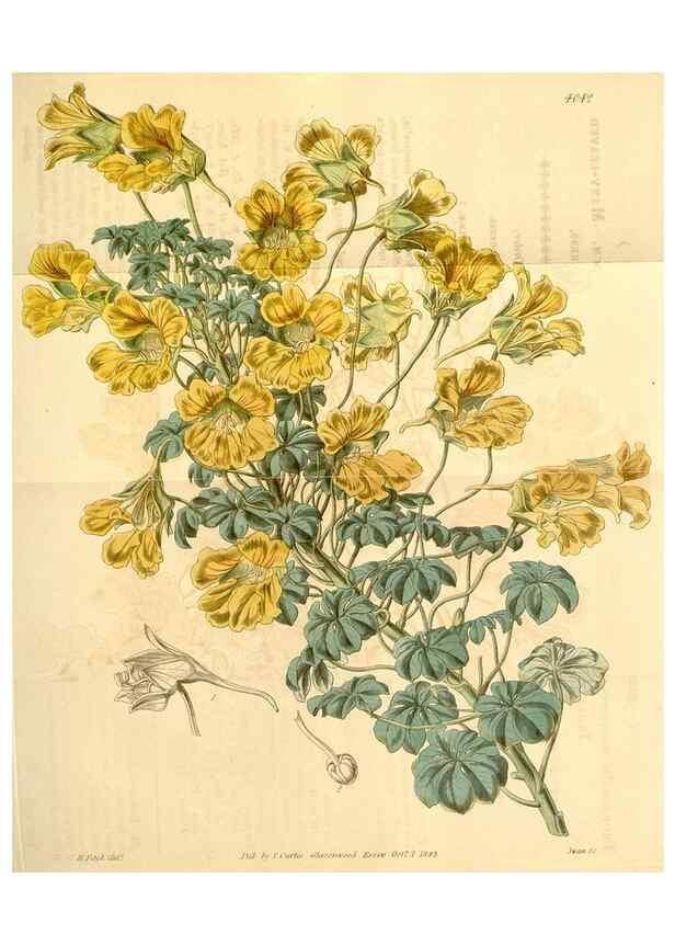 Reproducción/Reproduction 35250073975: Curtis's botanical magazine.. London ; New York [etc.] :Academic Press [etc.]