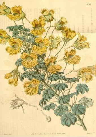 Reproducción/Reproduction 35250073975: Curtis's botanical magazine.. London ; New York [etc.] :Academic Press [etc.]