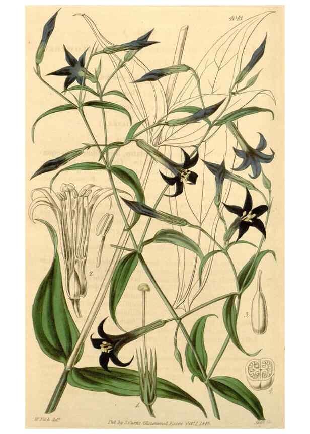 Reproducción/Reproduction 35250077175: Curtis's botanical magazine.. London ; New York [etc.] :Academic Press [etc.]