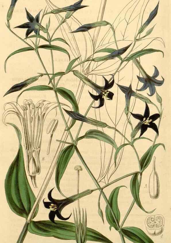 Reproducción/Reproduction 35250077175: Curtis's botanical magazine.. London ; New York [etc.] :Academic Press [etc.]