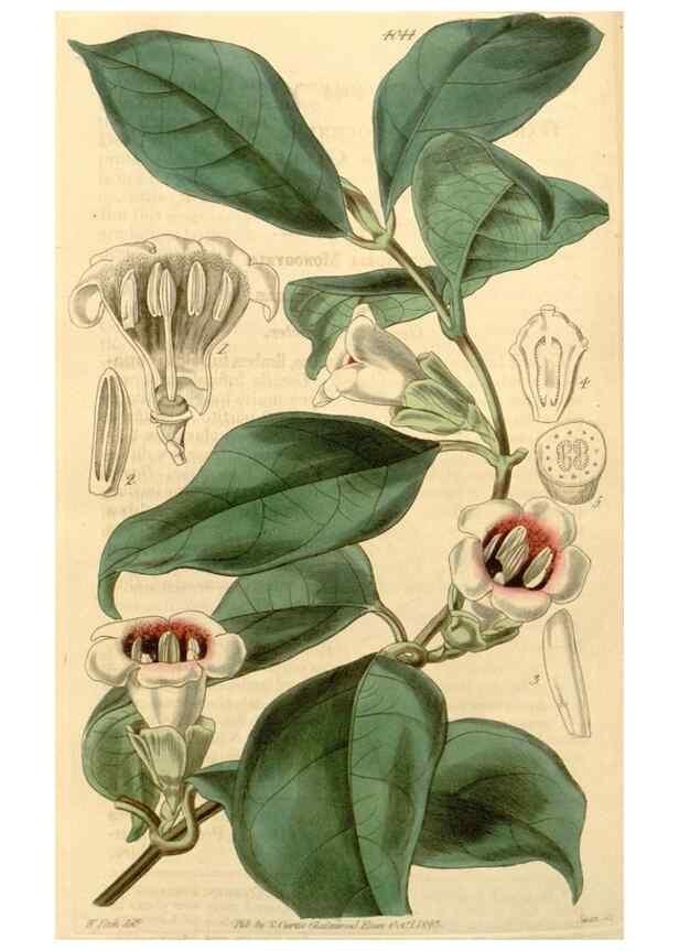 Reproducción/Reproduction 35120432161: Curtis's botanical magazine.. London ; New York [etc.] :Academic Press [etc.]