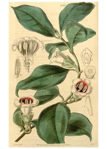Reproducción/Reproduction 35120432161: Curtis's botanical magazine.. London ; New York [etc.] :Academic Press [etc.]