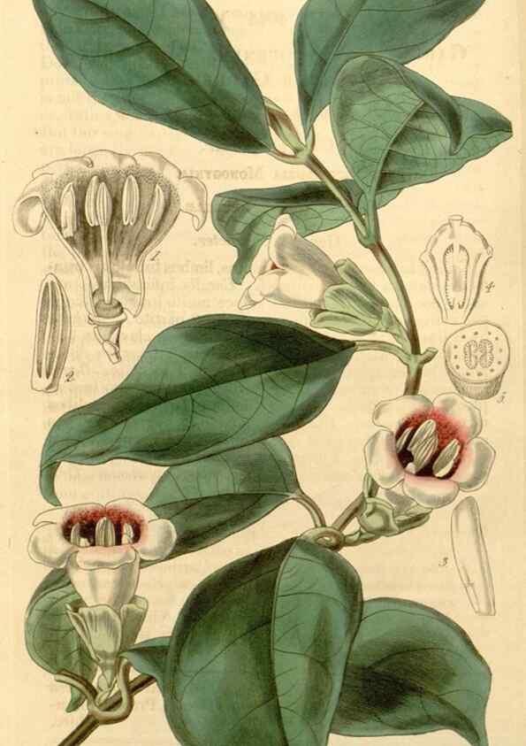 Reproducción/Reproduction 35120432161: Curtis's botanical magazine.. London ; New York [etc.] :Academic Press [etc.]