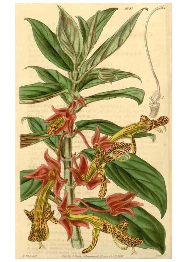 Reproducción/Reproduction 35210308216: Curtis's botanical magazine.. London ; New York [etc.] :Academic Press [etc.]