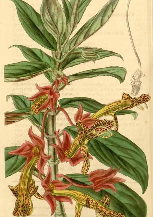 Reproducción/Reproduction 35210308216: Curtis's botanical magazine.. London ; New York [etc.] :Academic Press [etc.]