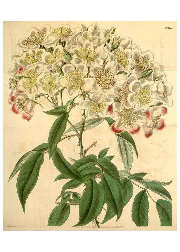 Reproducción/Reproduction 35120398371: Curtis's botanical magazine.. London ; New York [etc.] :Academic Press [etc.]