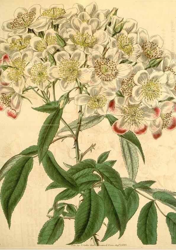 Reproducción/Reproduction 35120398371: Curtis's botanical magazine.. London ; New York [etc.] :Academic Press [etc.]