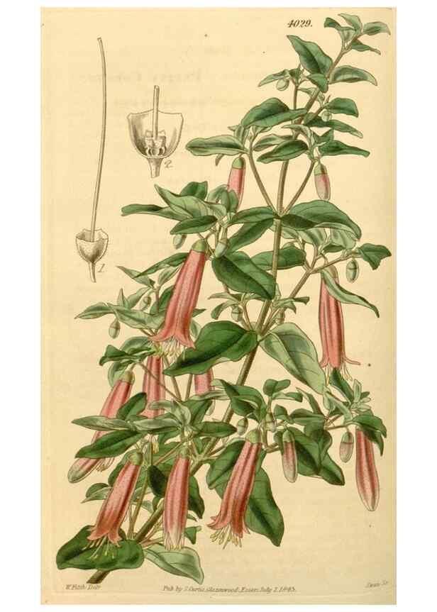 Reproducción/Reproduction 34863102580: Curtis's botanical magazine.. London ; New York [etc.] :Academic Press [etc.]
