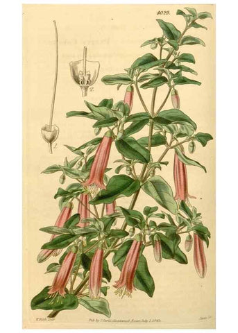Reproducción/Reproduction 34863102580: Curtis's botanical magazine.. London ; New York [etc.] :Academic Press [etc.]