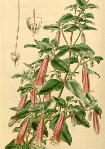 Reproducción/Reproduction 34863102580: Curtis's botanical magazine.. London ; New York [etc.] :Academic Press [etc.]